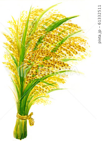 稲のイラスト素材
