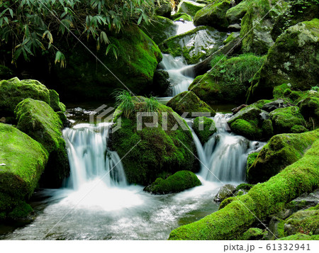 太古の森　油木美林 61332941