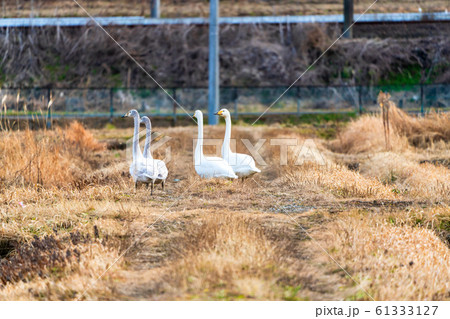 羽を休める白鳥　宮城県大河原町 61333127