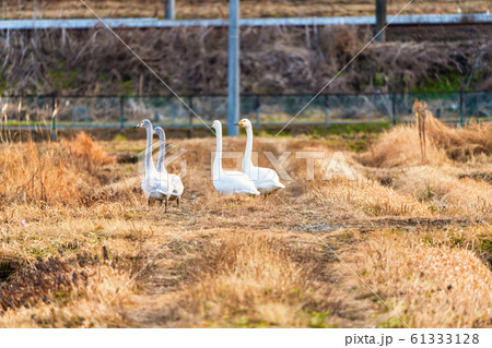 羽を休める白鳥　宮城県大河原町 61333128