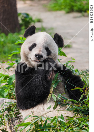 Giant panda 61333638