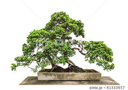 Bonsai tree on white background Bonsai tree on white background 61333657