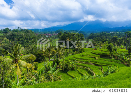 Rice fields - Bali island Indonesia 61333831