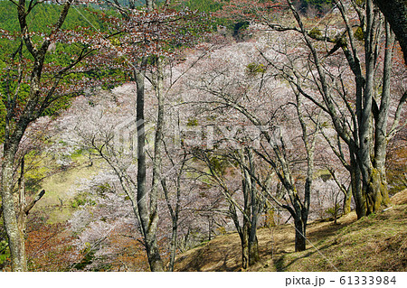 吉野山 桜 奈良県 吉野山 桜 奈良県 61333984