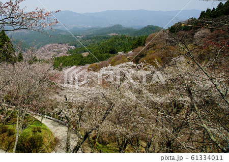 吉野山　桜　奈良県 61334011