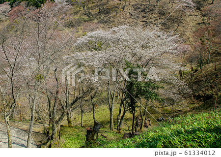 吉野山 桜 奈良県 吉野山 桜 奈良県 61334012