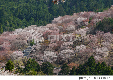 吉野山　桜　奈良県 61334017