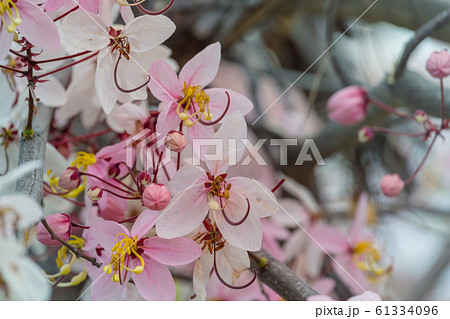Blossoming cassia 61334096