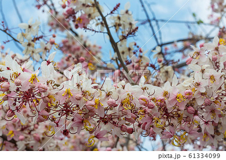 Blossoming cassia Blossoming cassia 61334099