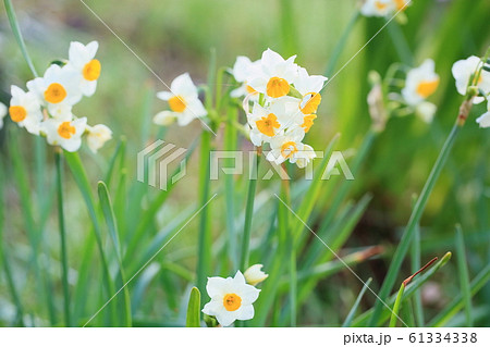 スイセンの花 61334338