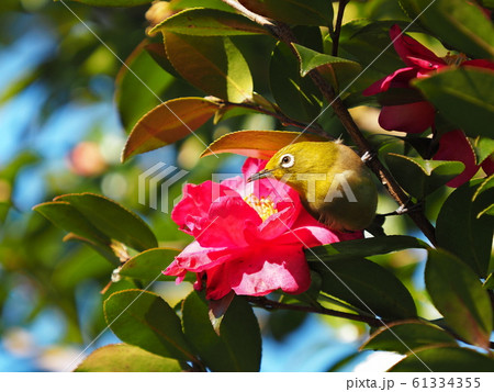 メジロと山茶花 61334355