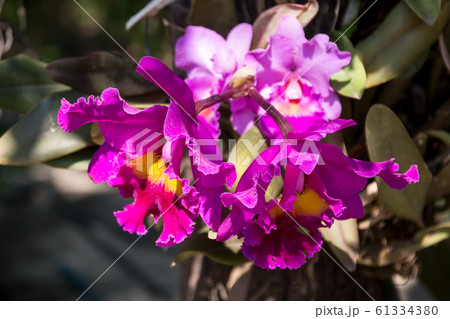 Fresh Pink orchid flower Fresh Pink orchid flower 61334380