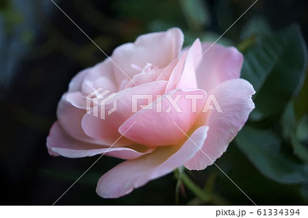 バラ オードリーヘップバーン の写真素材