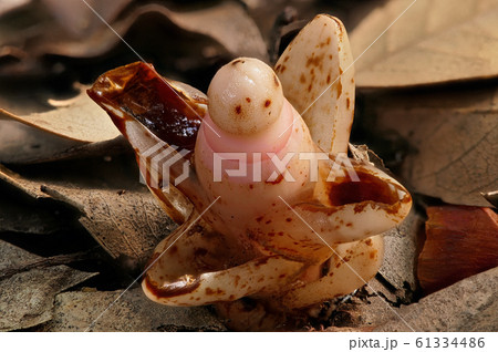 【ヤッコソウ (寄生植物)】 (深度合成) 61334486