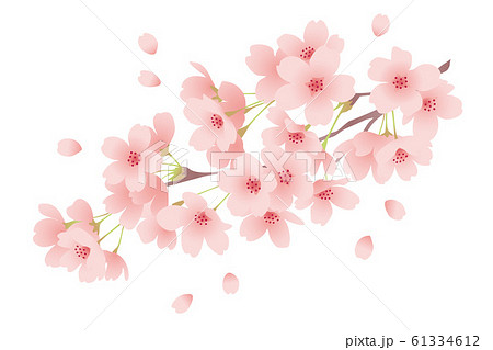 満開の桜の花 春のイメージのイラスト素材