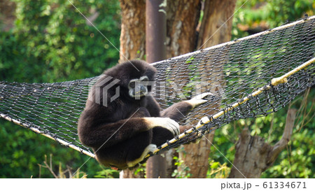 Spider Monkey Adult Lone Playing Play Hanging 61334671