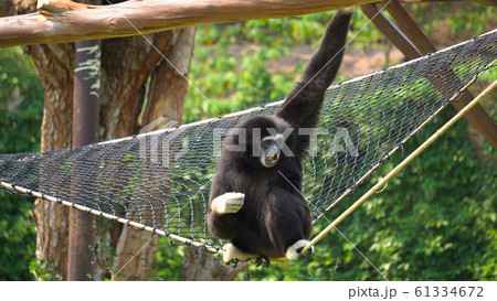 Spider Monkey Adult Lone Playing Play Hanging 61334672