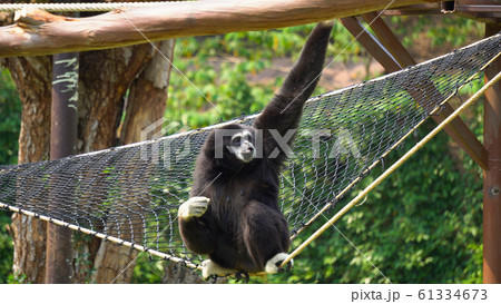 Spider Monkey Adult Lone Playing Play Hanging 61334673