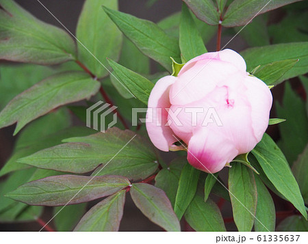 ボタン 八千代椿のつぼみの写真素材