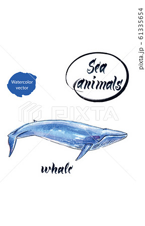 Watercolor sketch blue whale. hand drawn illustration Watercolor sketch blue whale. hand drawn illustration 61335654