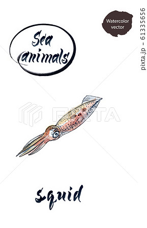 Squid or cuttlefish, hand drawn illustration 61335656