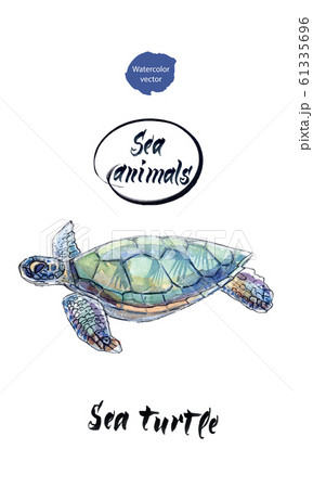 Sea turtle sweems, hand drawn watercolor illustration Sea turtle sweems, hand drawn watercolor illustration 61335696