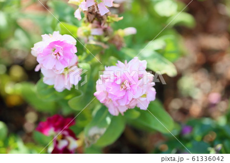 ストックの花 61336042