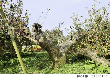 台風19号で倒木したりんごの木 台風19号で倒木したりんごの木 61336102