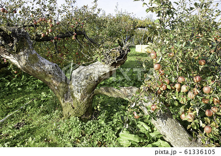 台風19号で倒木したりんごの木 台風19号で倒木したりんごの木 61336105
