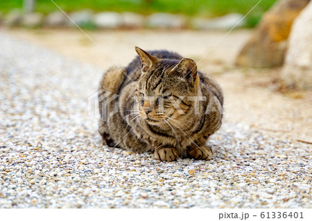 猫 61336401