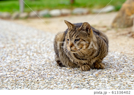 猫 猫 61336402