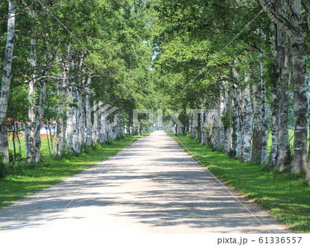 白樺並木 61336557