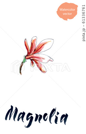 Wildflower magnolia flower in a watercolor style, aquarelle wild flower for background, texture, wrapper pattern, frame or border 61336761