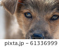 Close up shot of dog face looking at the camera. 61336999