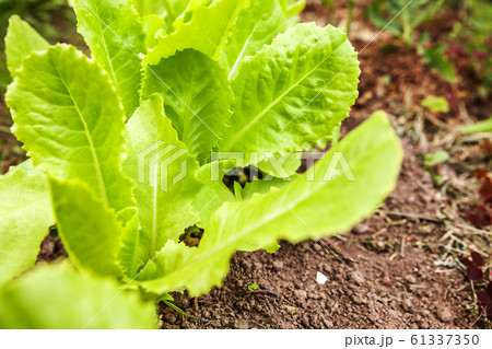 Agricultural field with green leaf lettuce salad 61337350