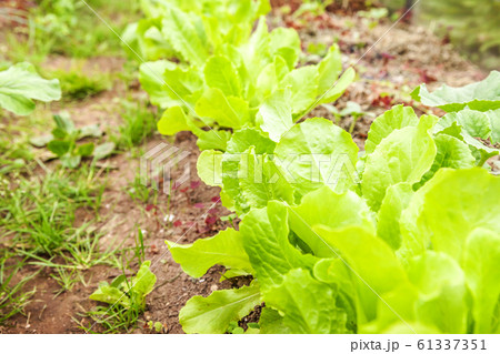 Agricultural field with green leaf lettuce salad 61337351