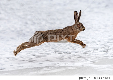 Hare Running In The Winter Fieldの写真素材