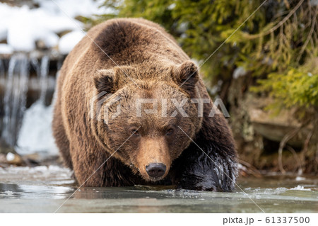 Wild brown bear near a forest lake Wild brown bear near a forest lake 61337500