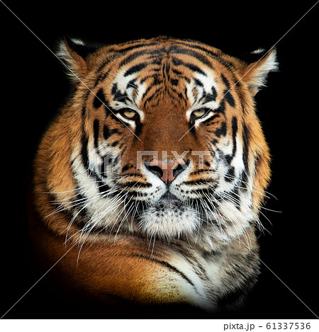 Tiger on dark background Tiger on dark background 61337536