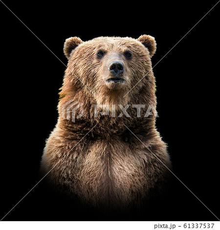 Bear on dark background 61337537