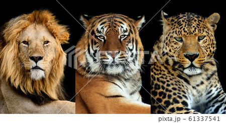 Three big wild cats (leopard, tiger, lion)の写真素材