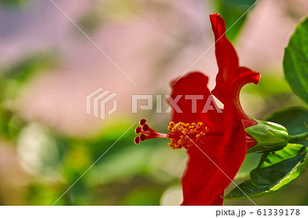 Red Hibiscus flower China rose,Chinese 61339178