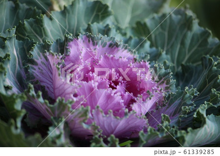 葉牡丹 葉牡丹 61339285