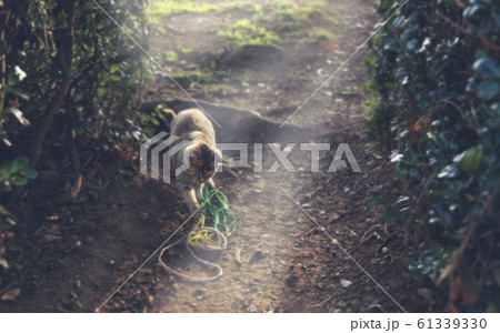 ねこ ねこ 61339330