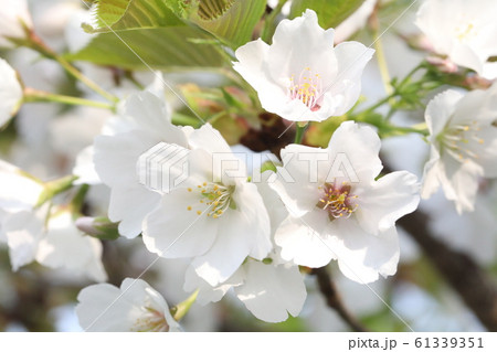 さくら 61339351
