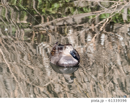 オカヨシガモ 61339396