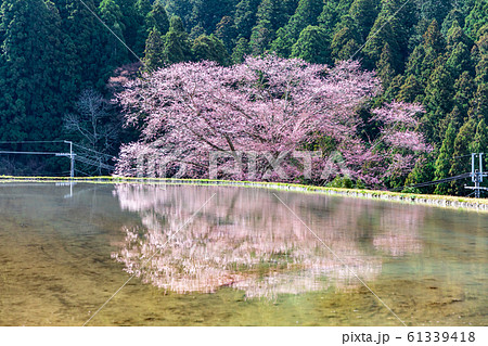 水田に映りこむ桜  宇陀市 諸木野の桜 61339418