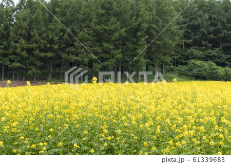 キカラシ キカラシ 61339683