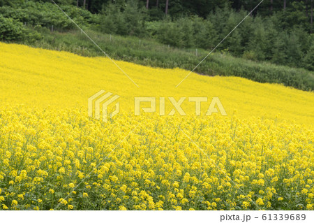 キカラシ 61339689