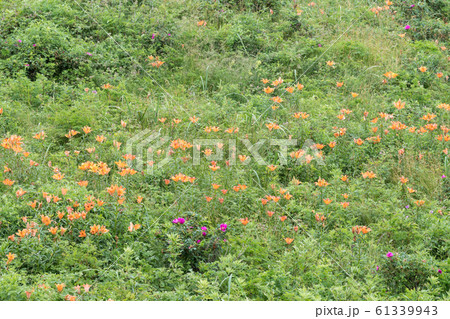 エゾスカシユリ群生 61339943